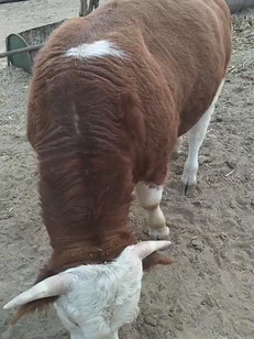 自然美/美女美女善