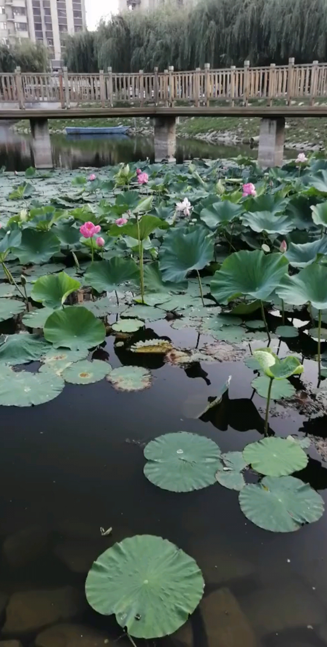 欣赏一下西湖美景