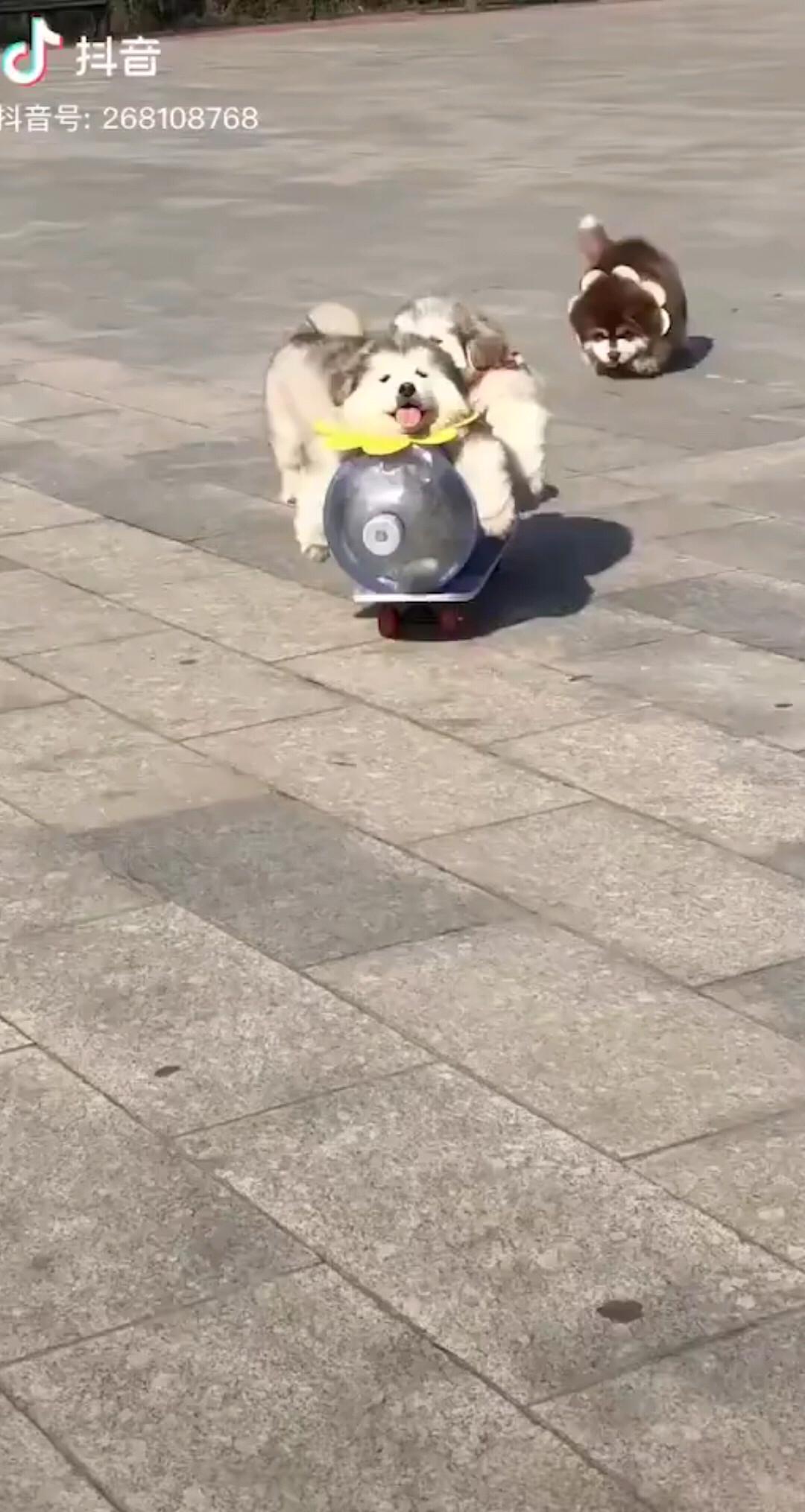 四只小傻狗