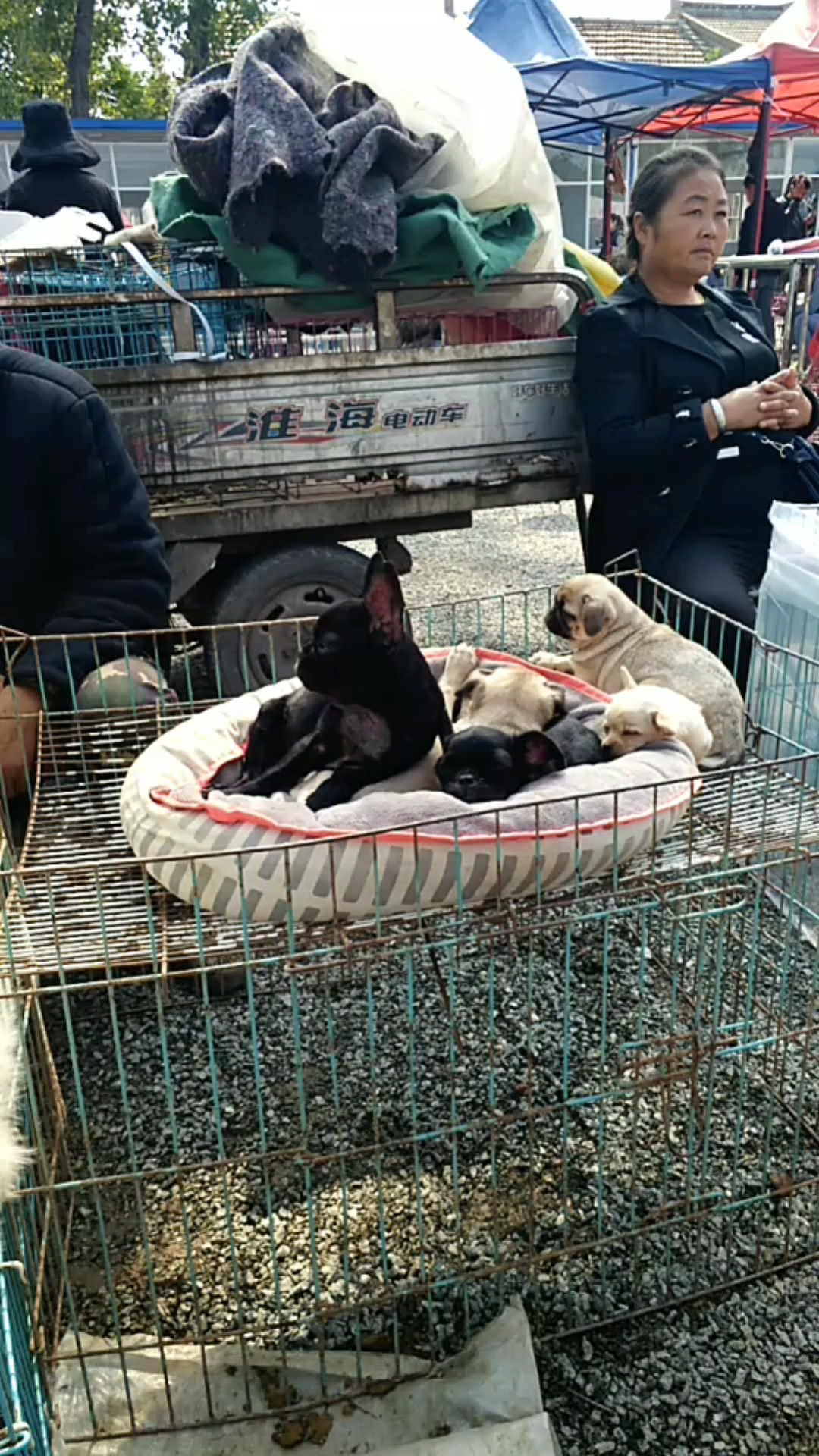 法牛