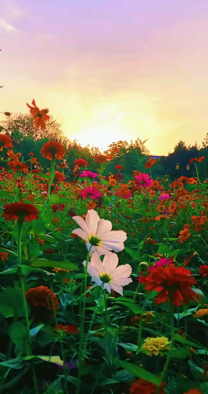 🌺