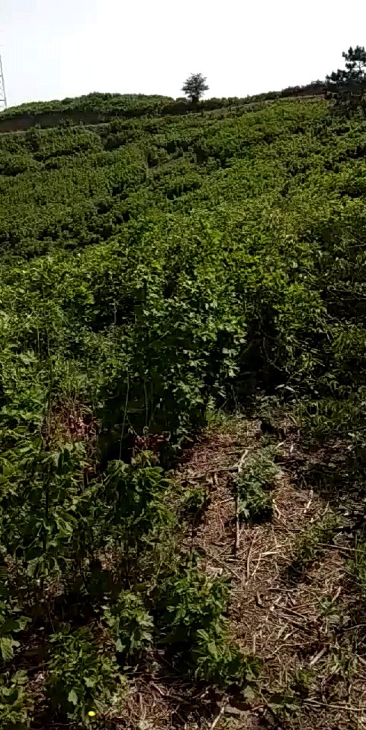 猜猜这是什么树
