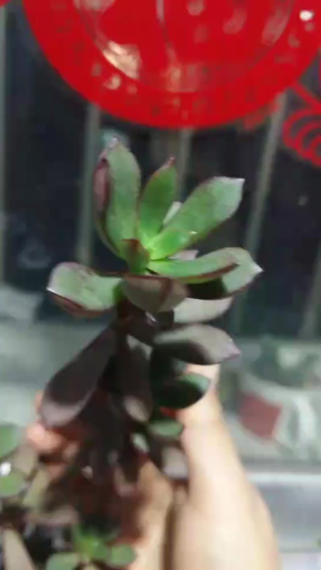 賞花了