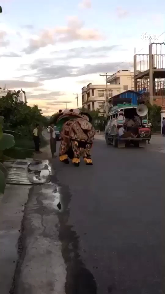 缅甸🇲🇲的大象舞