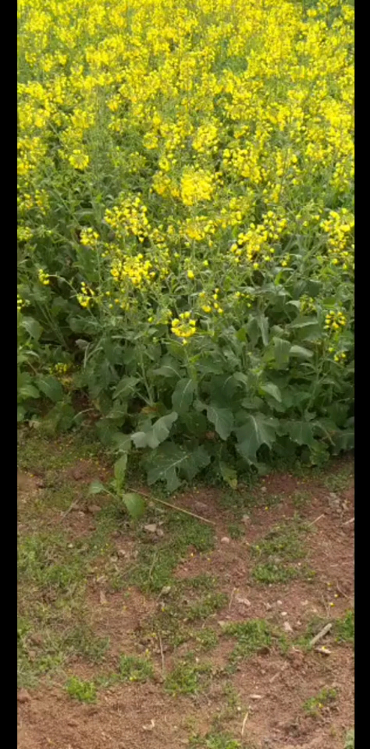 你有春暖花开，可惜没有蜜蜂采