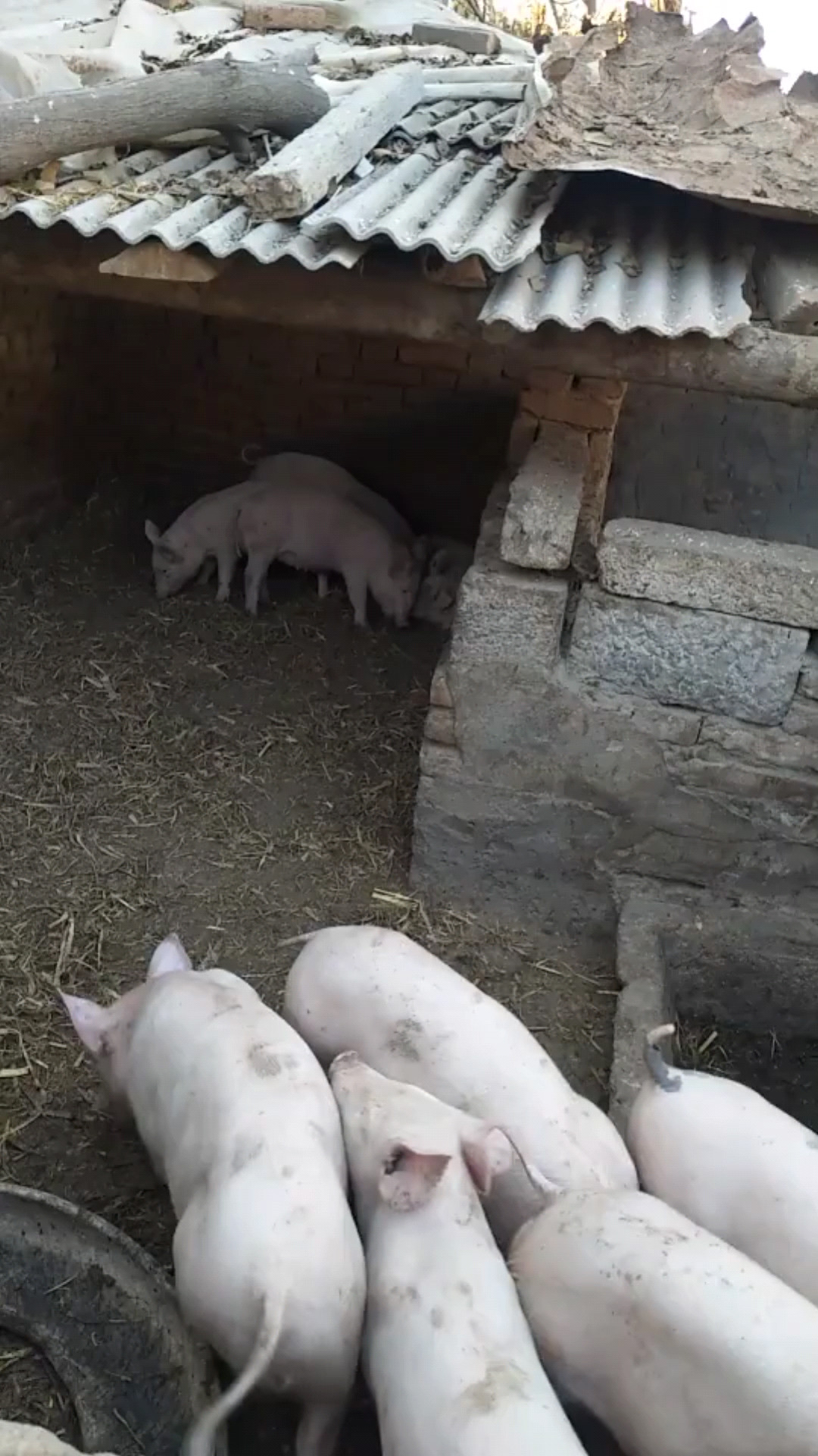 这一窝猪🐷值钱了