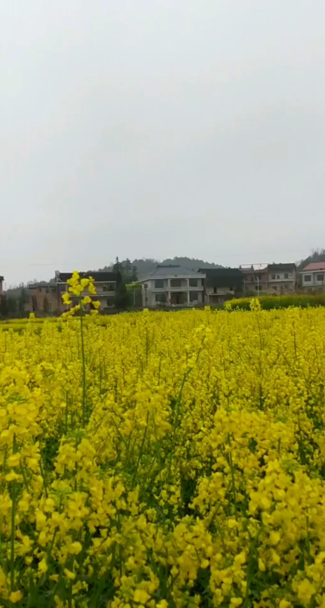 美丽家乡