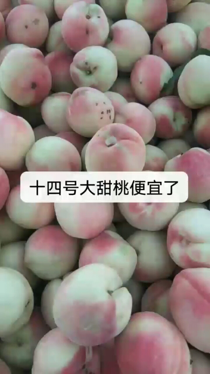 大甜桃
