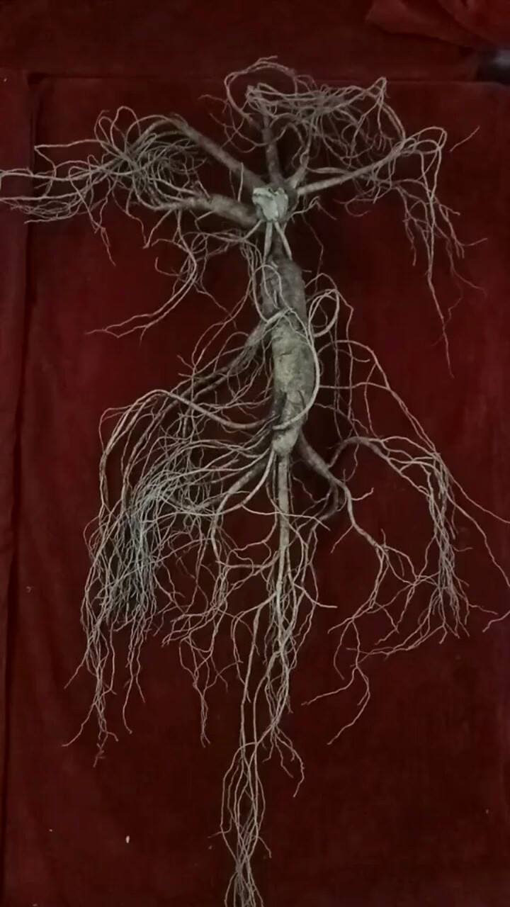 神奇宝贝