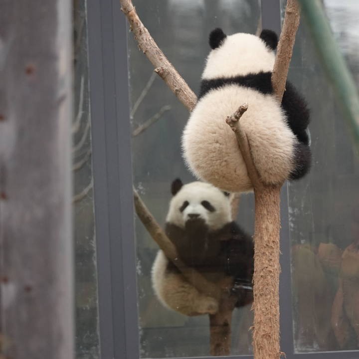 竹子🍭海报
