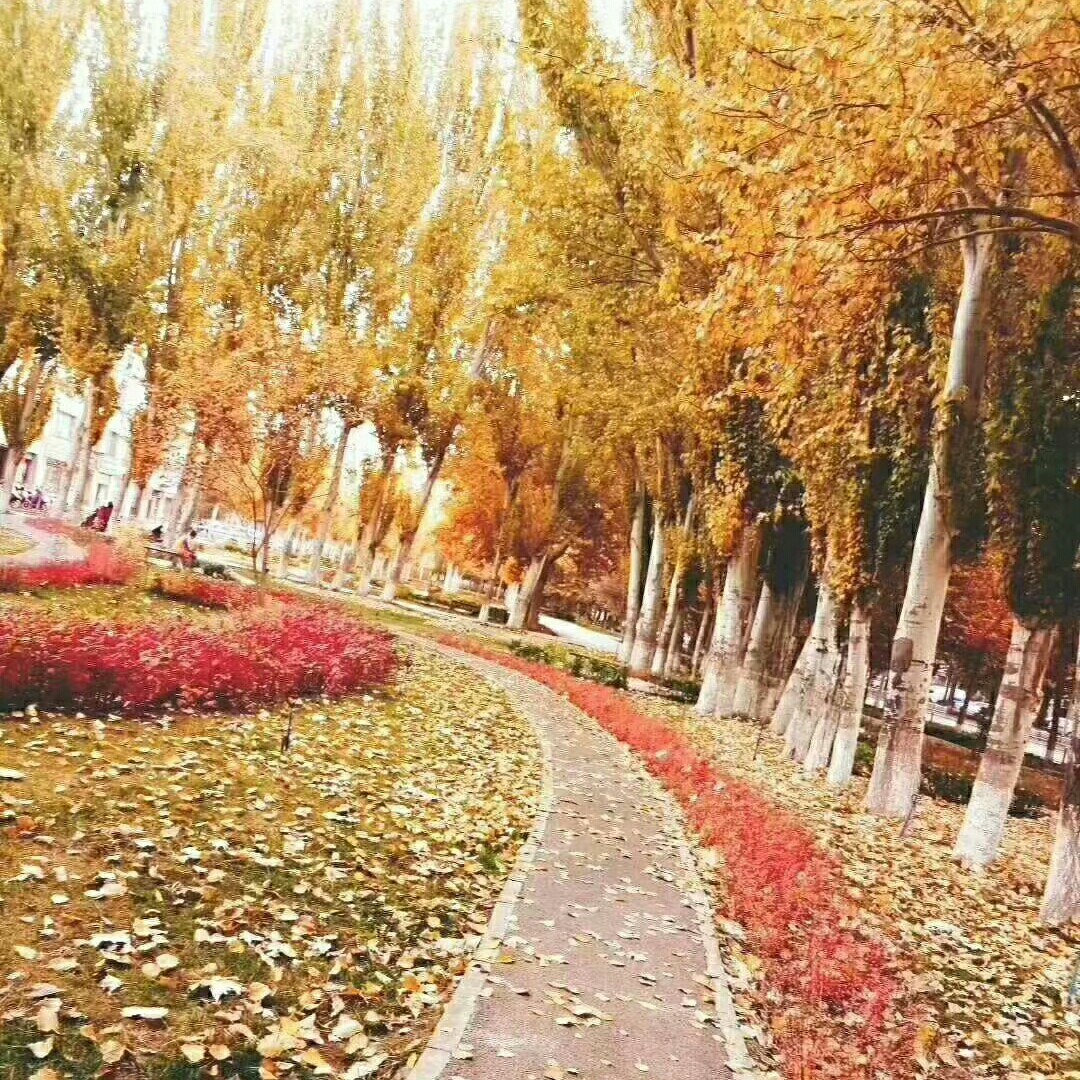 🍂秋天落叶🍂海报