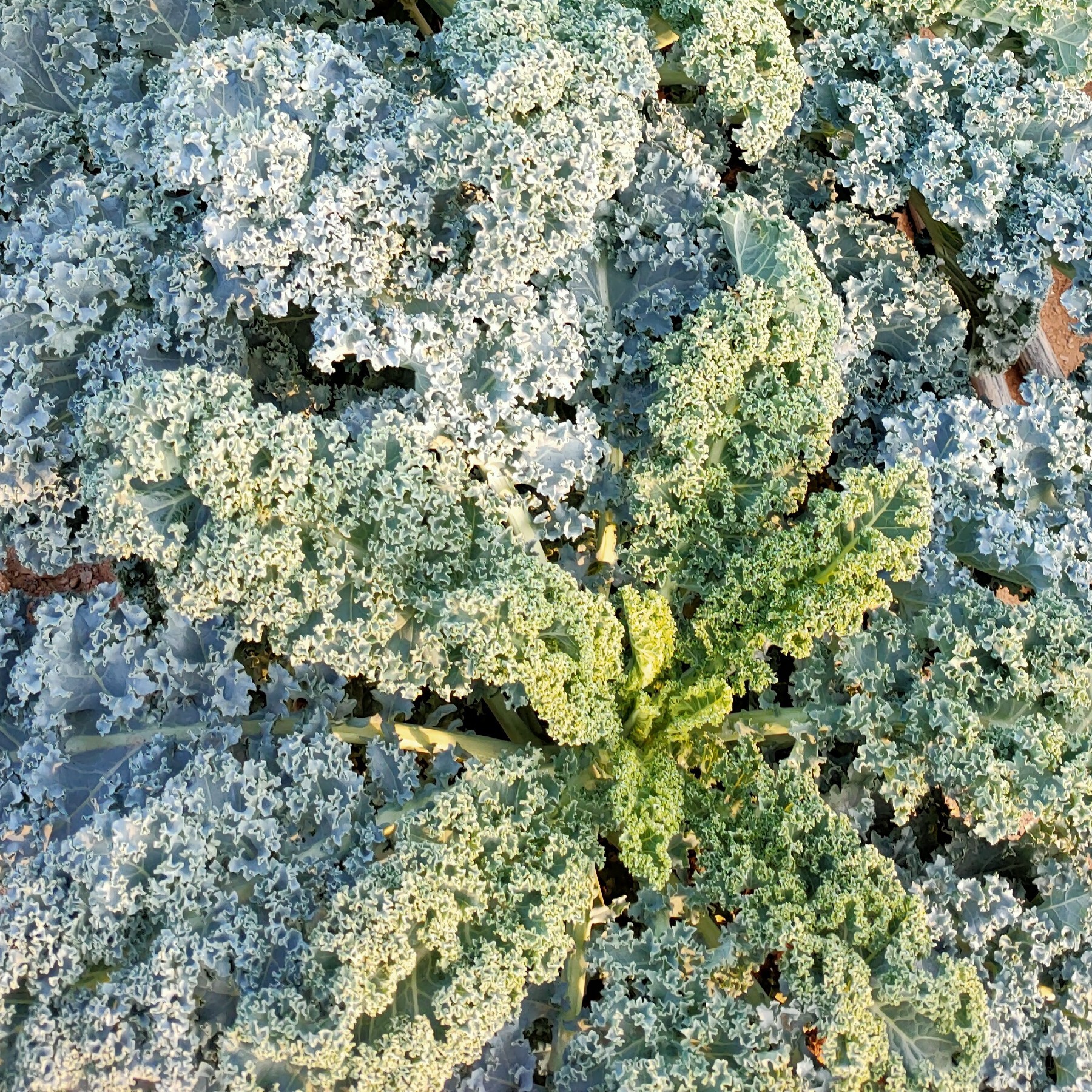 飞草枫海报