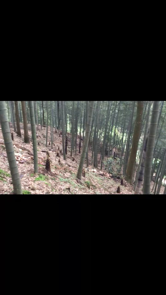 相爭出頭比高低