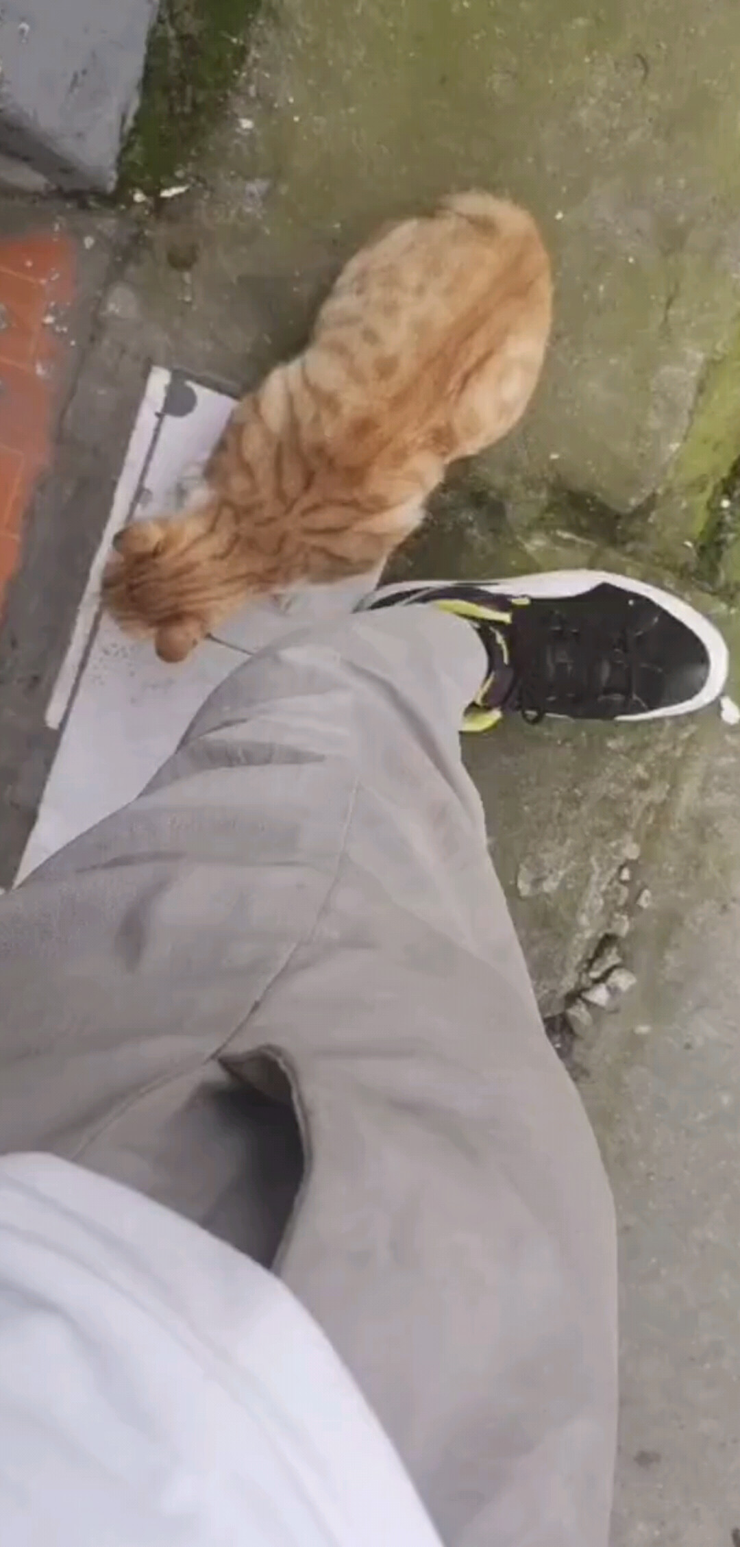 猫咪