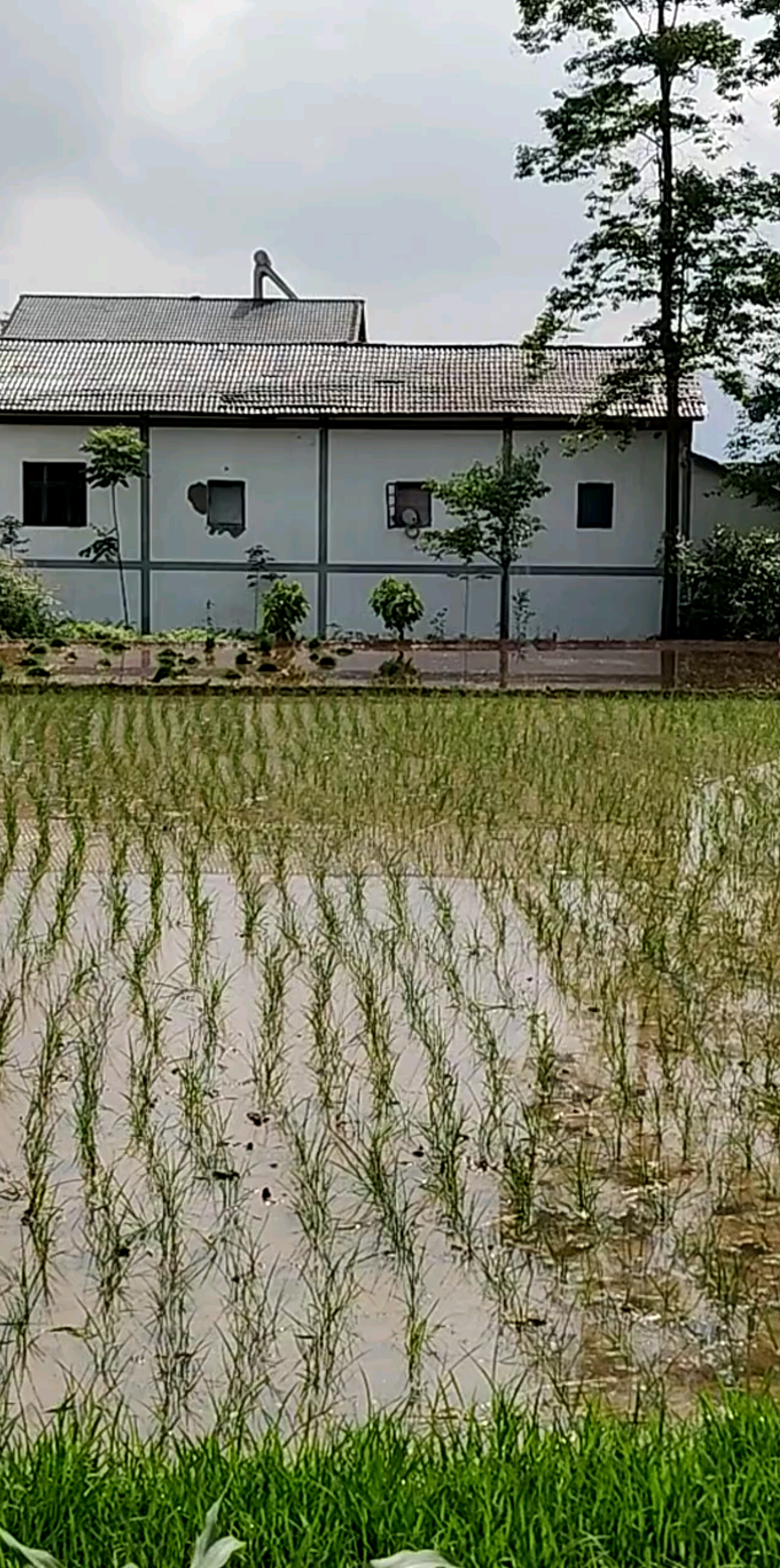 凤鸣