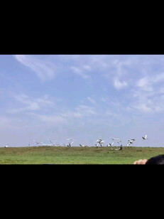 黑龙江扎龙国家级自然