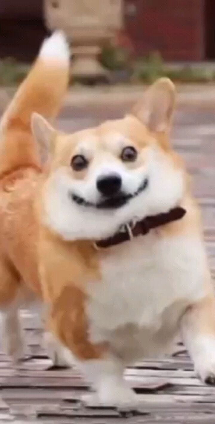 一个治愈系毕业的小家伙