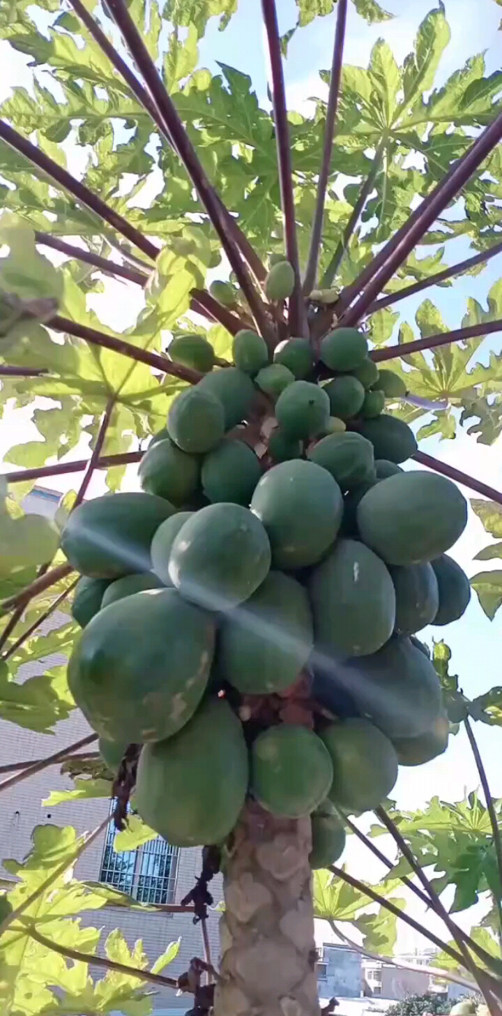 红骨水果木瓜