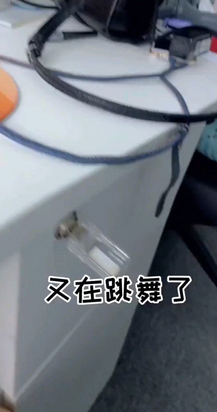 又在跳舞了，快看