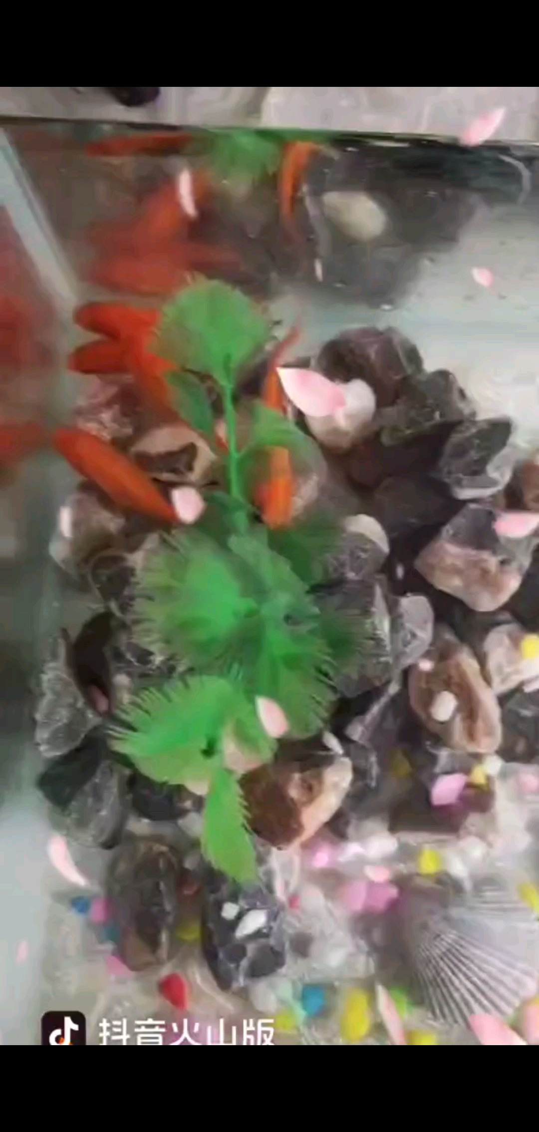 天冷了，鱼儿都躲到水