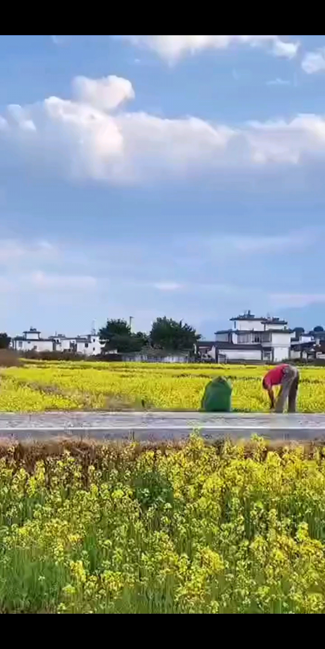 一大片的 油菜花。。。