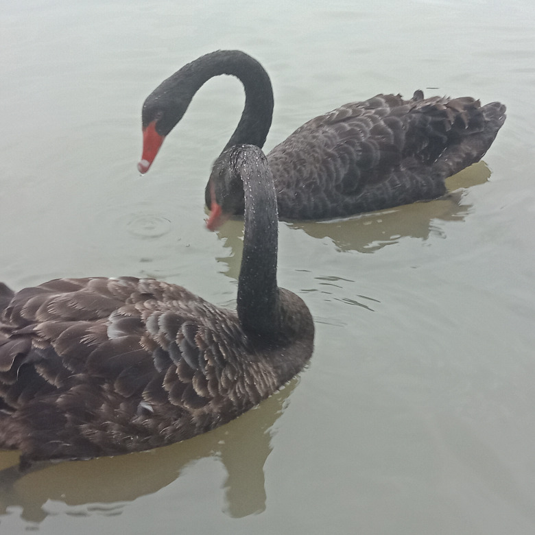 钢鸡无痕海报