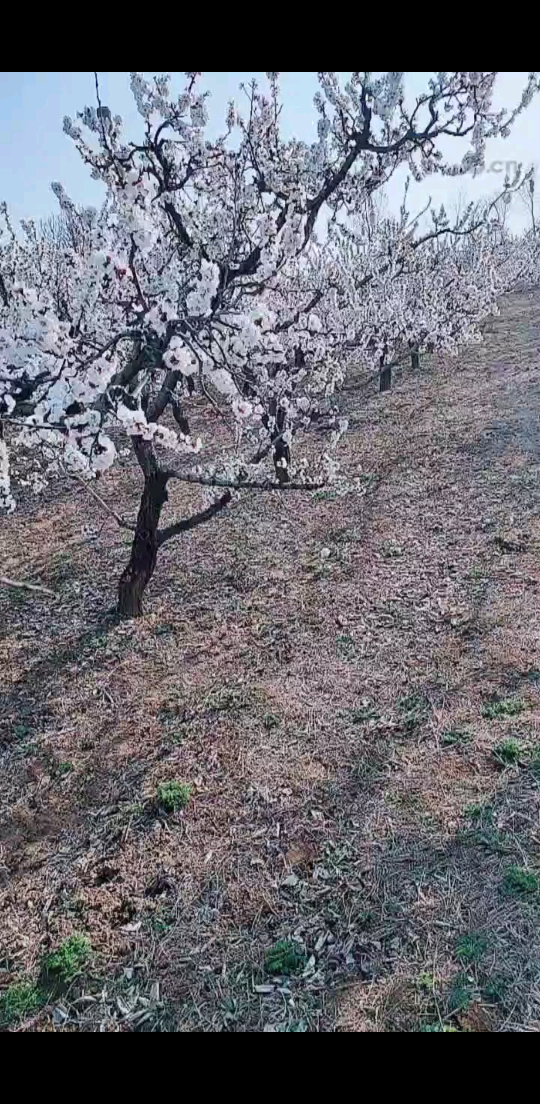 杏花开了，心情好了，