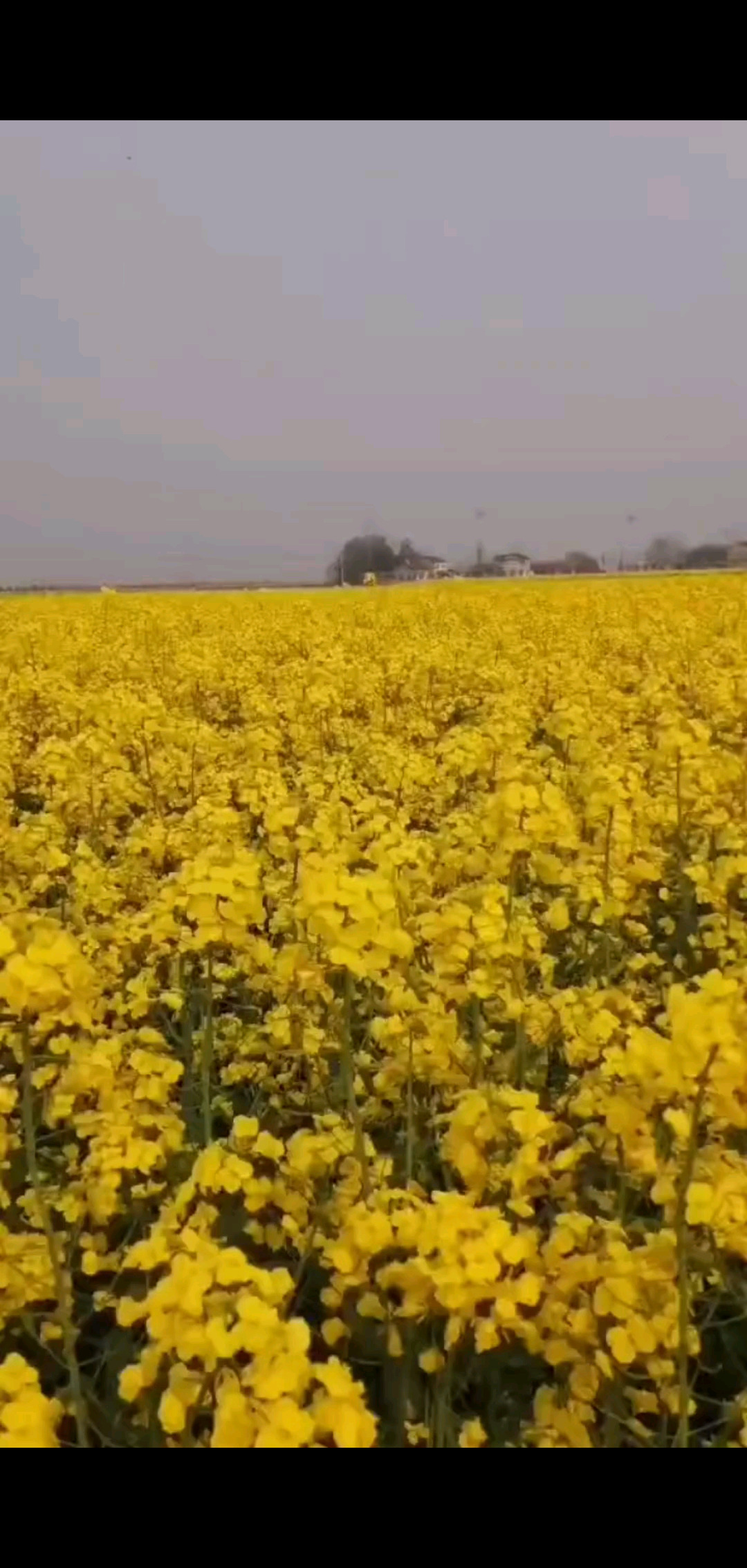 来我家乡看油菜花吧！