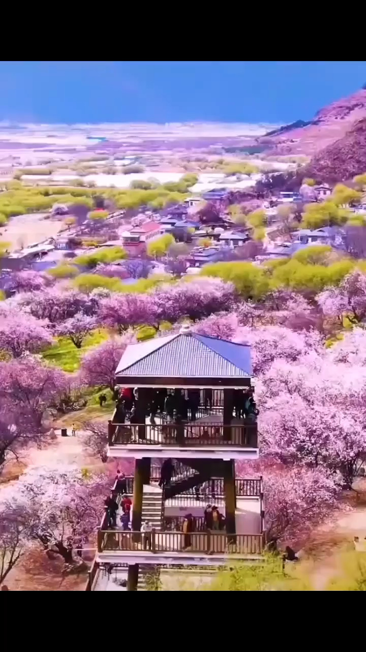 人间三月芳菲尽、藏地