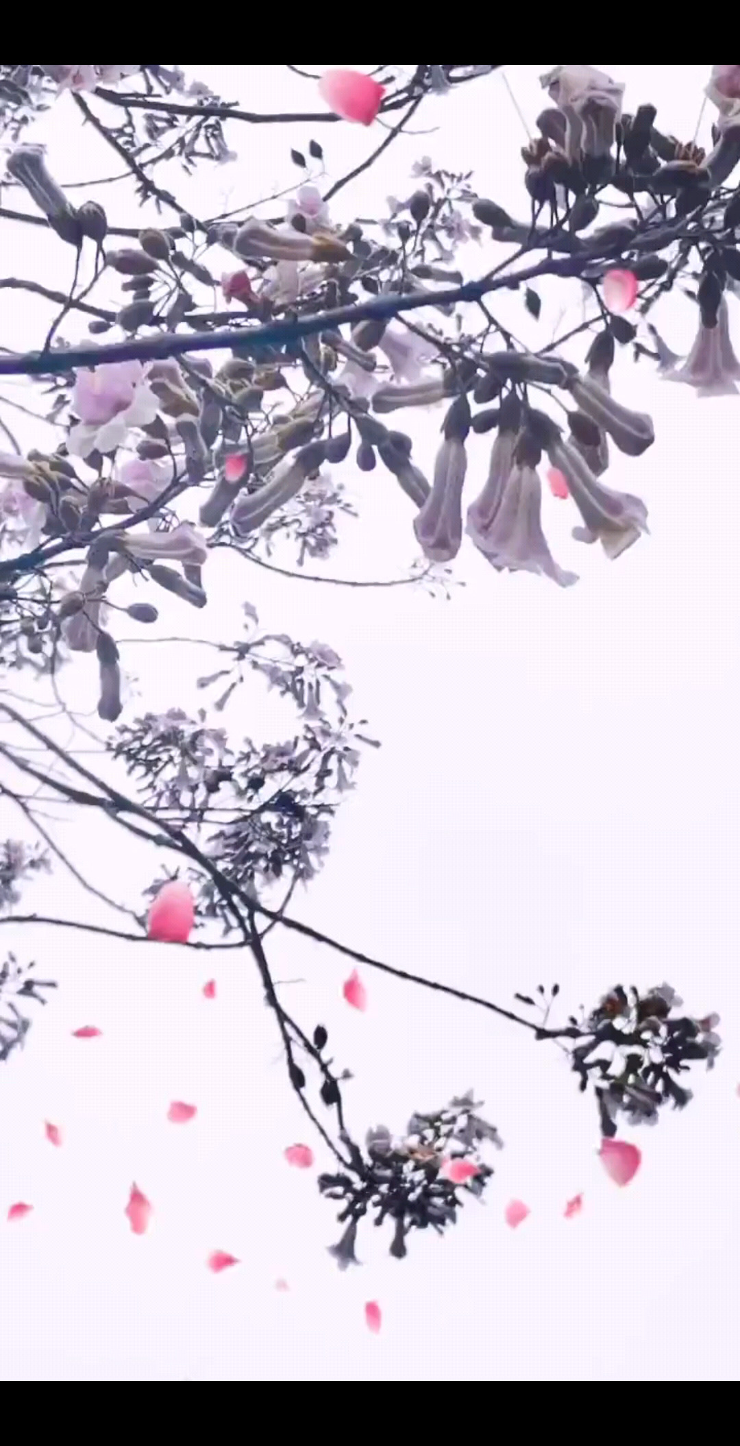 谁知道这是什么花吗？