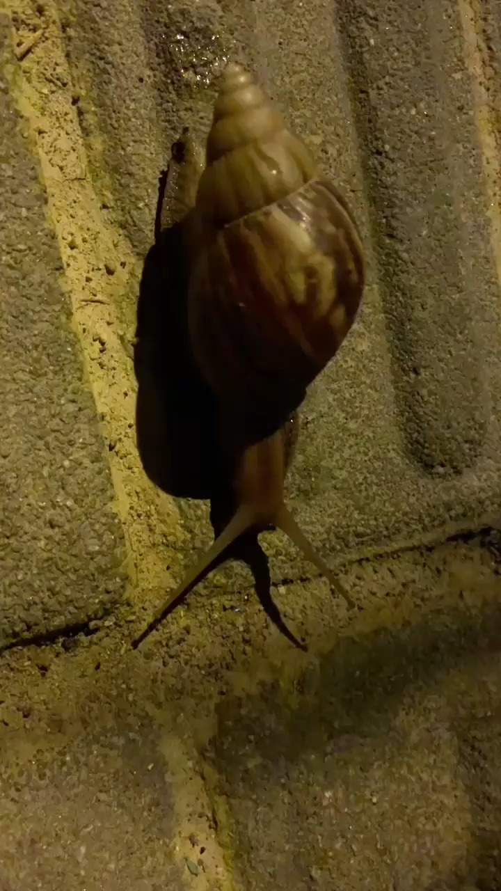 偶遇小蜗牛🐌