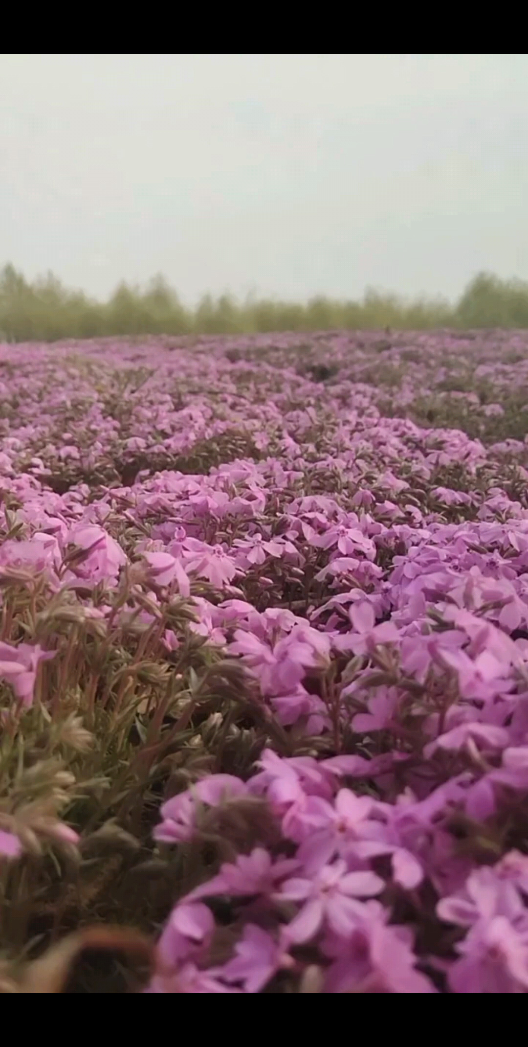 花海