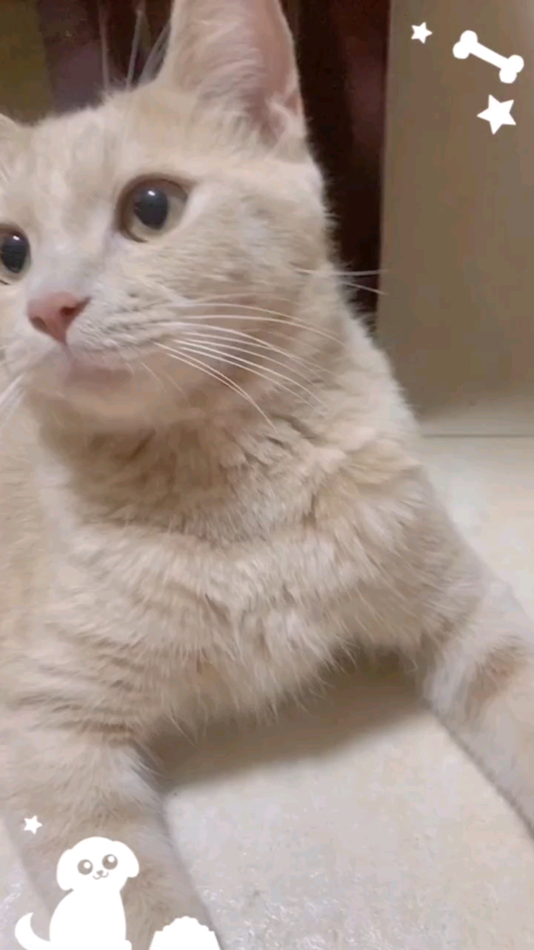 大脸^～^咪咪