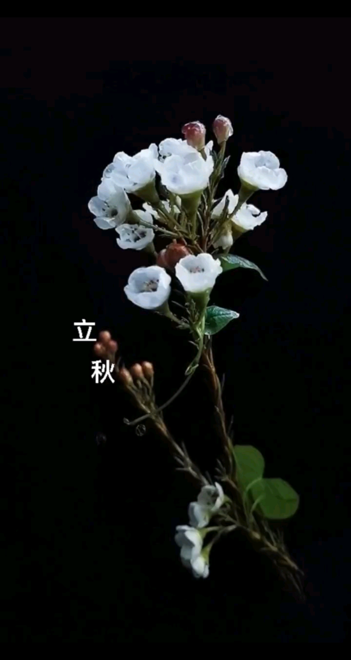 芙蓉始惊三伏尽，又遇立秋时