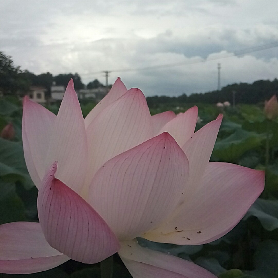 大王叫来巡山@海报