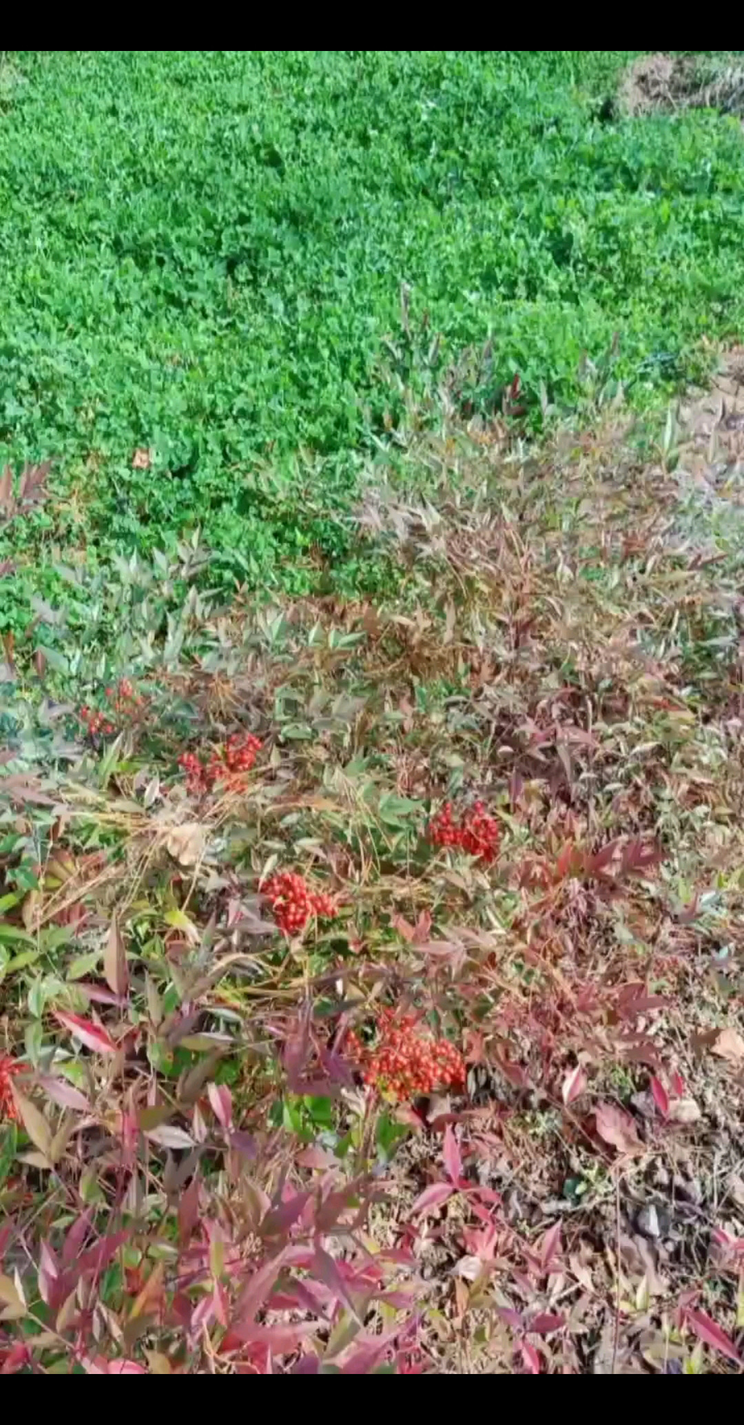 河南省某公園