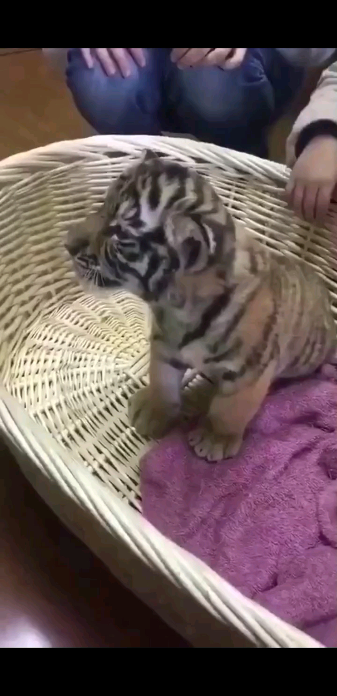 别人养宠物 我养祖