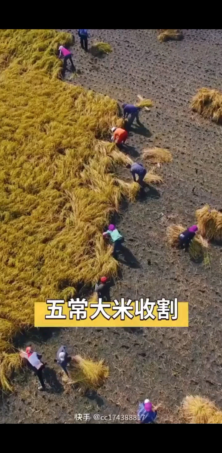 五常稻花香收割季