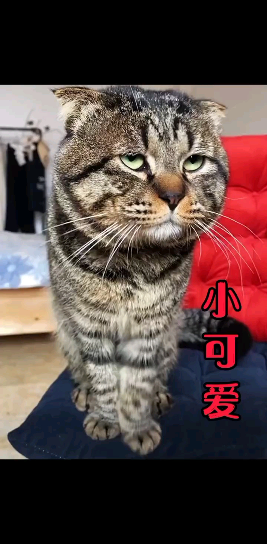 #猫咪