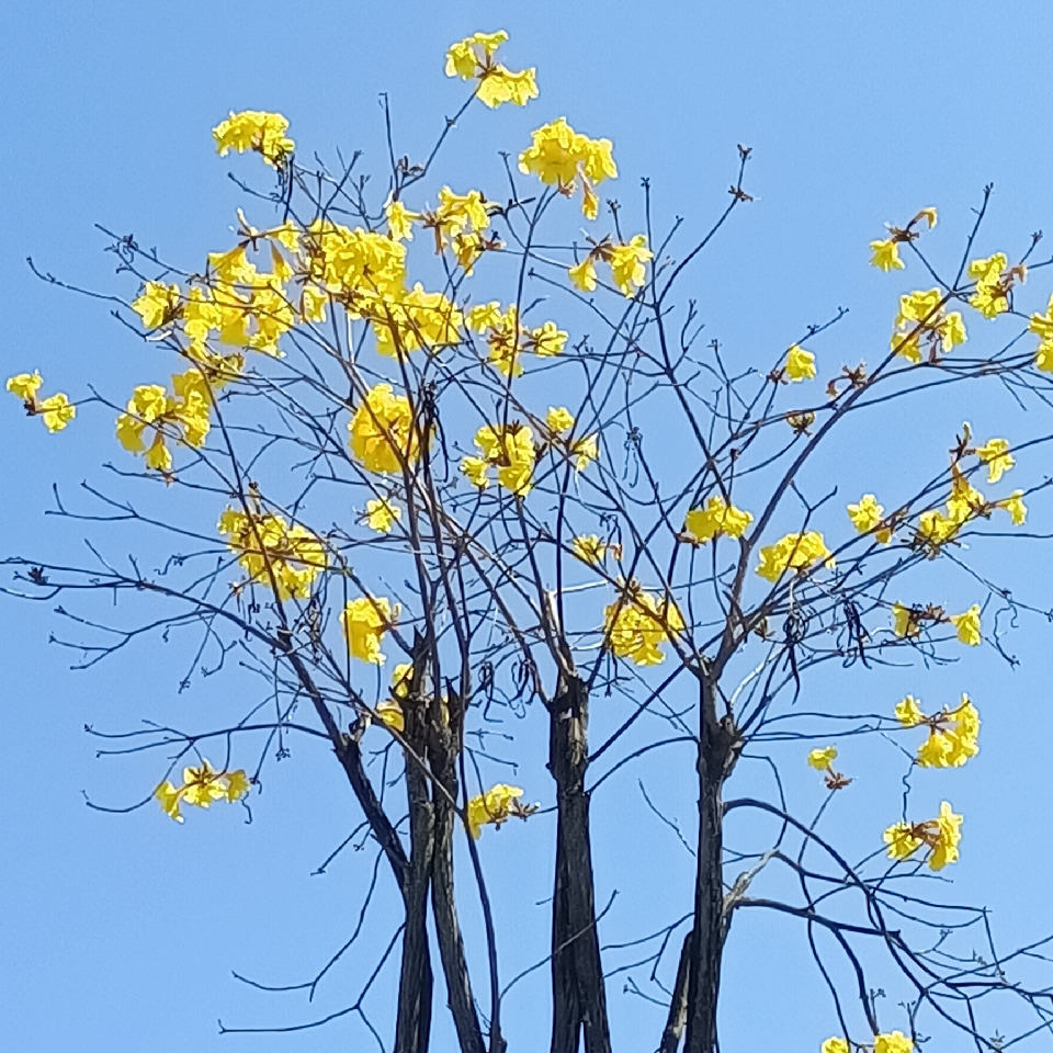 珍🍀海报