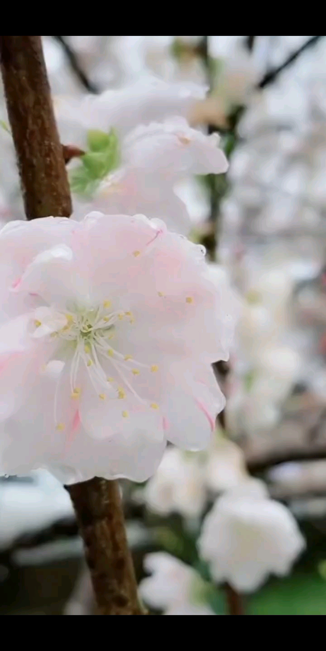 竹杖芒鞋轻胜马，一蓑烟雨任平生