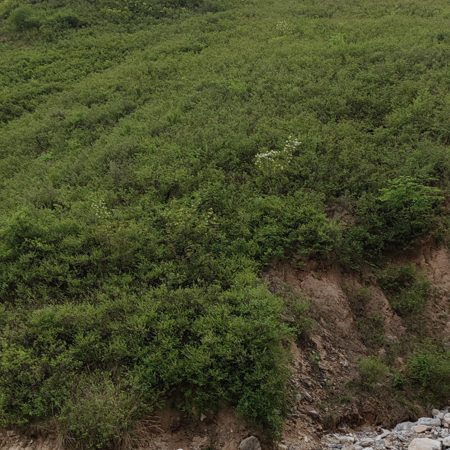 儒雅的山峰海报