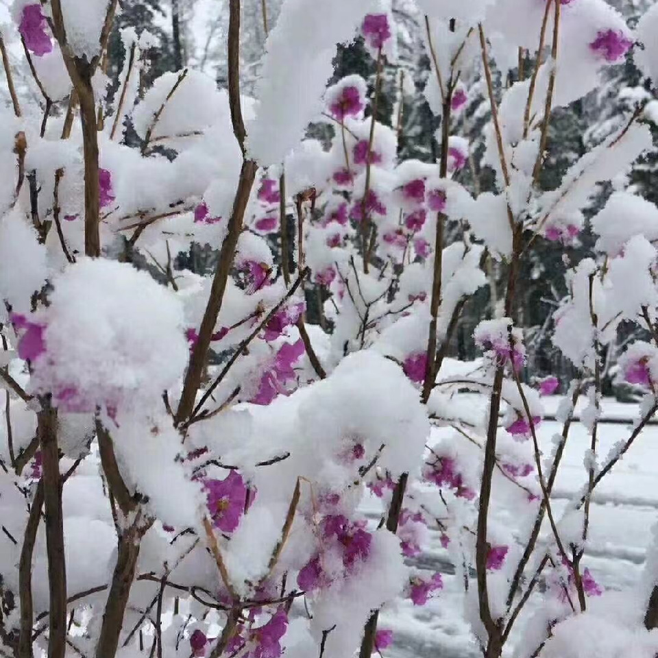 社会💞夭夭（退）海报