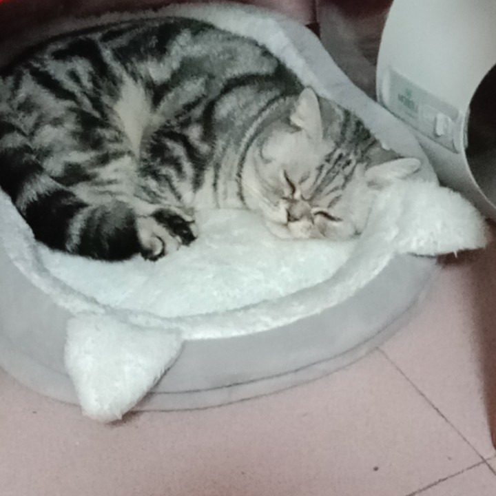 我的爱驴海报
