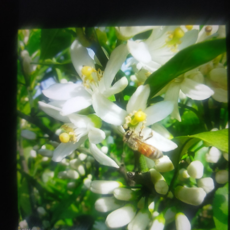 橘花飘香海报