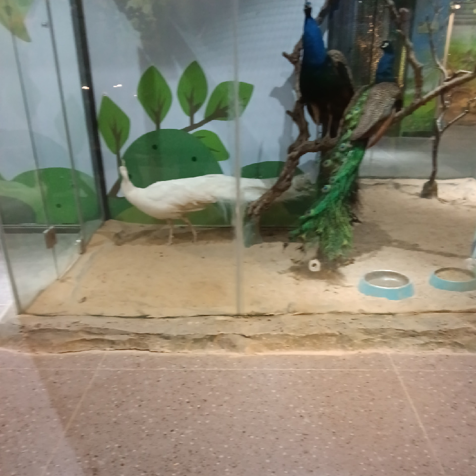 绝对海报
