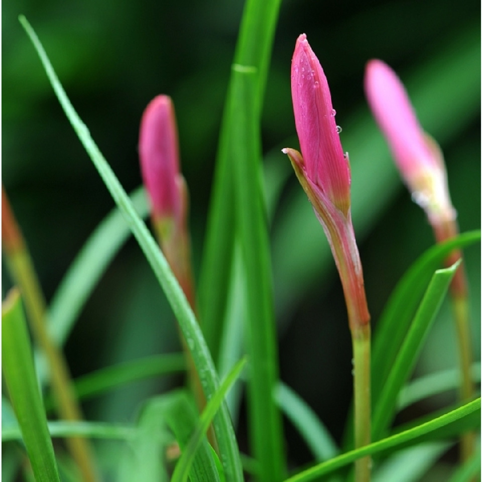 兰花草，。海报