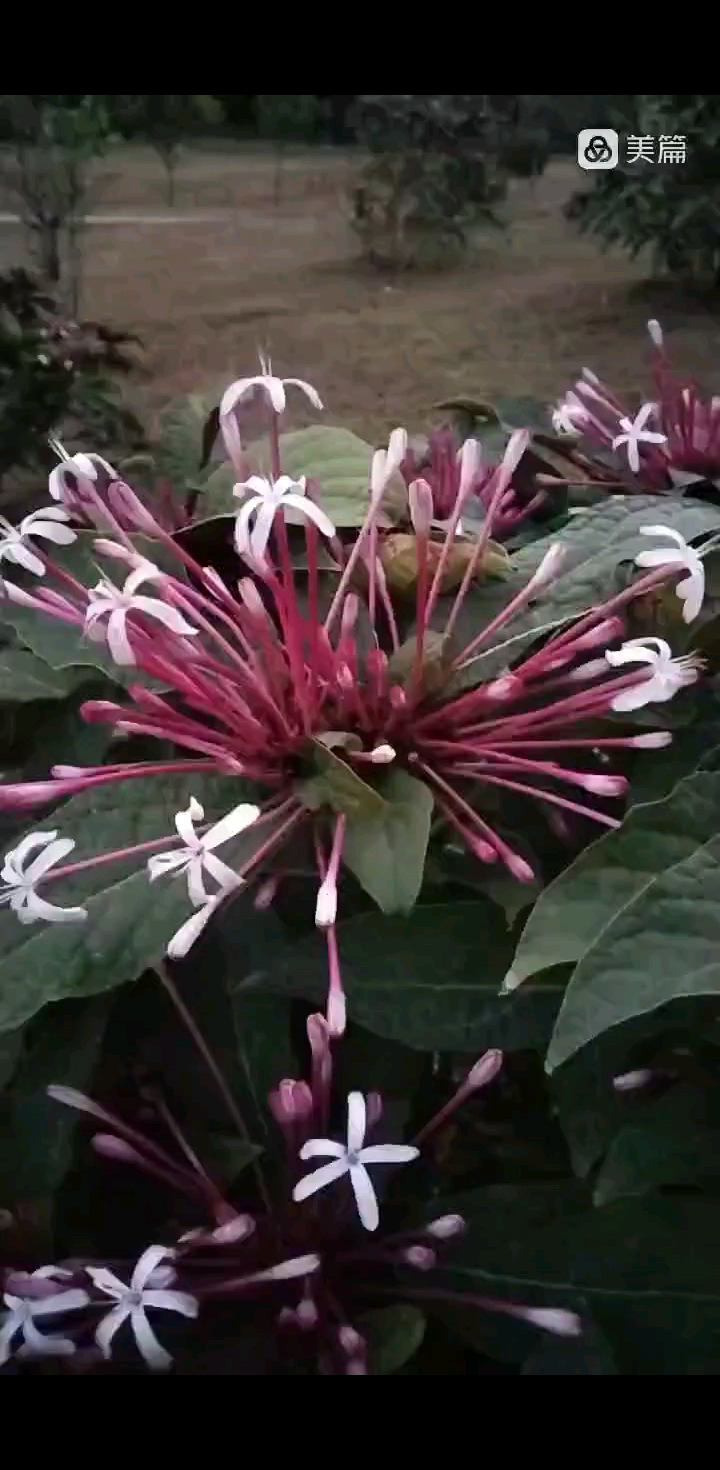 花开时节莲花山公园