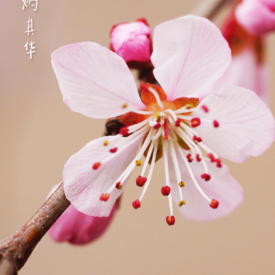 独影阑珊♥海报