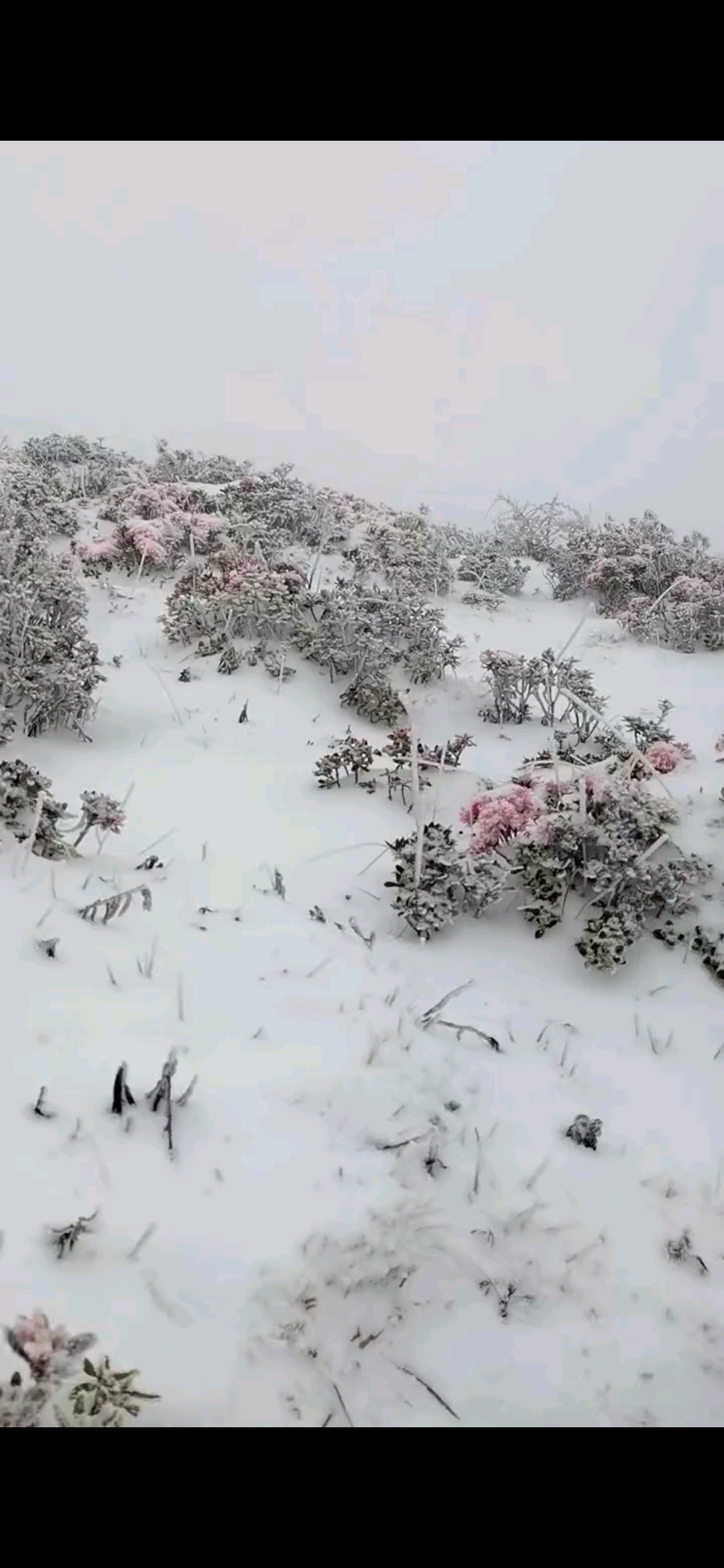 雪中的索玛花